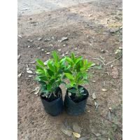 ราคา ไทรเกาหลี 3ต้น100฿ สินค้าพร้อมส่งครับ (27059865027)