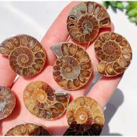 ราคา 1 Piece Natural Ammonite Fossil beautiful Polished Gemstone Healing Specimen Slice healing quartz home decoration gift (23031619601)