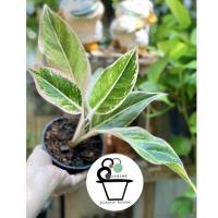 ราคา สยามออโรร่าสีชมพู Aglaonema sp. ‘Siam-Aurora (13112112584)
