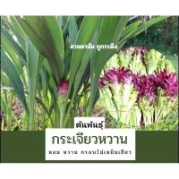 ราคา ต้นพันธุ์ ดอกกระเจียวหวาน คัดพิเศษ สมบูรณ์ พร้อมปลูก เหง้ากระเจียวหวาน ขนาด 1 กิโลกรัม (26262683349)