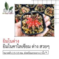 ราคา ยิมโนด่าง แคคตัสยิมโนด่าง ยิมโนด่างสวยๆ ยิมโนคาไลเซียม Gymnocalycium ส่งพร้อมกระถาง (3172955658)
