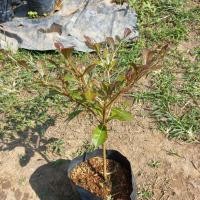 ราคา ต้นหูกระจง ต้นแผ่บารมี (11203941646)