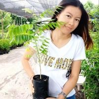 ราคา พะยูงไหหลำ พยุงไหหลำ ไหหลำพะยุง แท้100% อัตราการงอกสูง (6436413897)