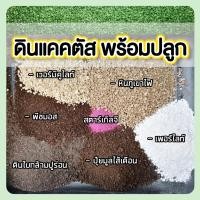 ราคา ดิน ดินแคคตัส ดินไม้อวบน้ำ ดินผสมพร้อมปลูกแคคตัส ไม้อวบน้ำ ไลทอป สูตรปุ๋ยหมัก 2 ลิตร (6662217188)