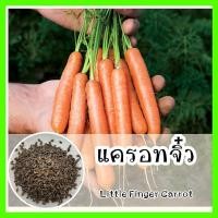 ราคา พร้อมส่ง ❗❗ รหัส 037 เมล็ดพันธุ์แท้ OP แครอทจิ๋ว - Little Finger Carrot หัวเล็กเท่านิ้วมือ ทานสด หวานกรอบ เมล็ดแครอท (5177225288)