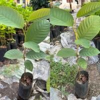 ราคา ต้นพะยอม ต้นพยอม พยอม ไม้พะยอม ดอกหอม ต้นกล้าสวย แข็งแรงพร้อมปลูก (28776603519)