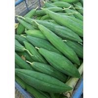 ราคา เมล็ดพันธุ์มะละกอแก้วกลางดง ต้นเตี้ย แพ็กล่ะ 20-70 เมล็ด 3แถม1 (15419416119)