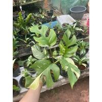 ราคา มอนสเตอร่าจินนี่ Philodendron Ginny, Philodendron Piccolo (23253194322)