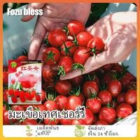 ราคา เมล็ดพันธุ์มะเขือเทศเชอร์รี่ มะเขือเทศสีแดง พันธุ์พื้นเมือง 200 เมล็ด (ซื้อ 1 แถม 1 จัดส่งฟรี) (44414951964)