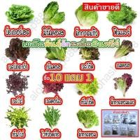 ราคา เมล็ดพันธุ์ ผักสลัดอินทรีย์ 20-300 เมล็ด คัดพิเศษ ผักสลัด มีคู่มือการปลูก ถูกที่สุด (ซื้อ10 แถม1 คละได้) (24772718150)