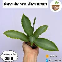 ราคา ต้นวาสนาหาบเงิน หาบทอง จัดส่ง 2 ต้นขึ้้นไป คละแบบได้ (25251974919)