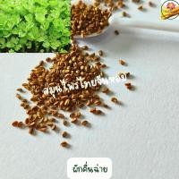 ราคา คื่นฉ่าย เมล็ดคื่นฉ่าย อัตราการงอก 98% เมล็ดผัก ขนาด 0.05 กรัม (22577760514)