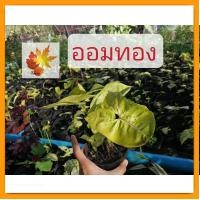 ราคา ออมทอง​ ต้นออม​ทอง​ ต้นไม้มงคล ต้นไม้ฟอกอากาศ ต้นออมเงินออมทอง ขนาดกระถาง 4 นิ้ว (23428563720)