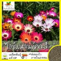 ราคา เมล็ดพันธุ์ ไอซ์แพลนท์ คละสี 200 เมล็ด Mesembryanthemem criniflorum Mixed Seed เมล็ดพันธุ์แท้ นำเข้าจากต่างประเทศ100% (13448164220)