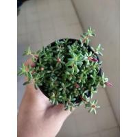ราคา แพรทับทิม คุณนายตื่นสายญี่ปุ่น (10933169540)