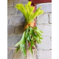 ราคา TLPกระเช้าสีดาสายม่านใต้หัวน่ารัก (5618479845)