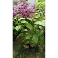 ราคา ต้นกล้าตะแบกขนาด40ซม.(1ชุด5ต้น) (4301974346)