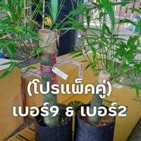 ราคา (โปรโมชั่นแพ็คคู่ไผ่บงหวานเพชรน้ำผึ้งเบอร์ 9 คู่กับเบอร์2)ราคาพิเศษปลูกง่ายโตเร็วให้ผลผลิตสูงหน่อหวานไม่มีสารไซยาไนด์ (21701091126)