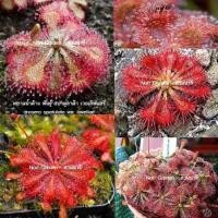 ราคา ต้นหยาดน้ำค้าง (ส่งทั้งกระถาง 3 นิ้ว) Drosera Spatulata var. lovellae พันธุ์ สปาตูลาต้า เวอเลิฟแลร์ (42123221195)