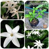 ราคา ต้นพุดแอฟริกา พุดแอฟริกา พุดมรกต (26574297226)