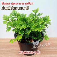 ราคา เฟิร์นกนกนารี กนกนารี ไม้มงคล ไม้ประดับ ไม้ฟอกอากาศ ขนาดกระถาง 5 นิ้ว ต้นไม้สวยๆ ต้นไม้ในร่ม ต้นเฟิร์น (21409566386)