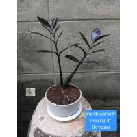ราคา ต้นกวักมรกตดำ ใบดำ Black ZZ plant กระถาง 4" พร้อมจานรอง ไม้มงคล ฟอกอากาศดี ให้ความเจริญรุ่งเรืองและความอดทน นำโชค (24180300815)