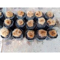 ราคา ว่านลูกไก่ทองจิ๋ว ในกระถาง 2นิ้ว (25134133542)