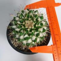 ราคา Cactus : แมมหนามทุเรียน ปุยขาว 6.5cm. (195664014)