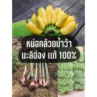 ราคา หน่อกล้วยน้ำว้า มะลิอ่อง แท้ 100% (ชุด 5 หน่อ) ขุดสด หน่อสวย (9239324951)