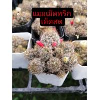 ราคา (หน่อเด็ดสด) แคคตัส กระบองเพชร แมมเม็ด​พริก​ อิชินอปเขากวาง​ แมมตุ๊กตา​ญี่ปุ่น​ คอนโด​นางฟ้า​ด่าง​ หนามตะขอ​ (19068501625)