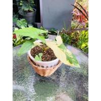 ราคา เงินไหลมาด่างเหลืองPot8”ต้นแข็งแรงใบเหลืองด่างสวยค่ะ ด่างถึงก้านเลยค่ะ (16501149140)