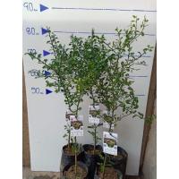 ราคา Demeraldมะนาวคาเวียร์มะนาวนิ้วมือ (7950157311)