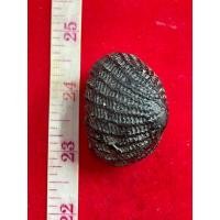 ราคา เบี้ยแก้ หลวงปู่เจือ วัดกลางบางแก้ว ถักเชือก (17794419542)