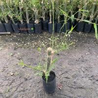 ราคา ต้นไผ่ ไผ่บงหวาน พันธุ์ ไผ่หวานเพชรน้ำผึ้ง (Bambusa Burmanica) พืชเศรษฐกิจ รสหวาน (รับประกันสินค้า) (40617569476)