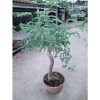 ราคา มะขามบอนไซขนาดกระถาง8นิ้ว (16164509613)