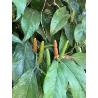 ราคา ดีปลี ดอกดีปลีตากแห้ง (27122745916)