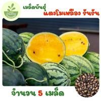 ราคา เมล็ดพันธุ์แตงโมเหลือง รันรัน จำนวน 5 เมล็ด (56503529978)