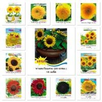 ราคา เมล็ดพันธุ์ ทานตะวัน Sun Flower มีให้เลือก 13 แบบค่ะ เช่น ทานตะวันแคระ ทานตะวันยักษ์ ทานตะวันแดง ทานตะวันแท็ดดี้แบร์ (47356747278)