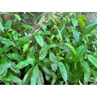 ราคา ต้นตีนเป็ดน้ำ ขายต้นกล้างอกแล้วจ้า (ส่งแบบไร้ดินนะคะ) (น้องไม่ใช่ต้นพญาสัตบรรณนะคะ) (52600755086)