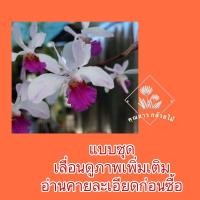 ราคา หนวดพราหมณ์ลำดำชุด3ต้นไม้พม่ากำลังติดดอกแบบชุด (20725975123)
