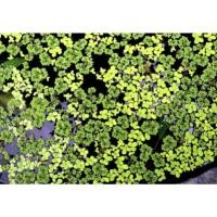 ราคา แหนเป็ดเล็ก + แหนเป็ดใหญ่ + แหนแดงไมโครฟิลลา จากแหล่งน้ำธรรมชาติ (6496630209)