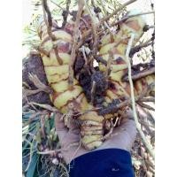 ราคา ข่าเหลือง ข่าแก่ แม่พันธุ์ข่า 1 กิโลกรัม ข่าแก่อายุเกิน 1 ปี รสชาดเผ็ดจัด ประกอบอาหารได้ ปลูกได้ (29951892758)