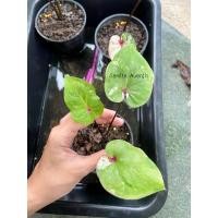 ราคา บอนเศรษฐีพันล้านด่าง ต้นสุดท้าย (12504714681)