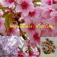 ราคา เมล็ดพันธุ์ ซากุระดอย Wild Himalayan Cherry พญาเสือโคร่ง ซากุระเมืองไทย ดอกสีชมพู ดกมาก (18293434786)