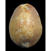 ราคา เบี้ยแก้หลวงพ่อคำวัดโพธิ์ปล้ำจังหวัดอ่างทอง (50605695746)