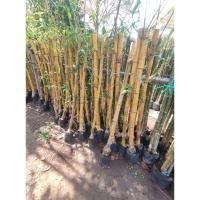 ราคา ต้นไผ่ศรีสุขทอง ไผ่ทอง สูง 120-150 ซม. ไม้มงคล หน่อไม้หวาน หอม กรอบ อร่อย โตไว ไม่ต้องต้มนํ้าทิ้ง หักแล้วกินดิบๆได้ (26282575084)