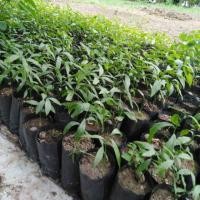 ราคา กล้าผักหวานป่า(เพาะจากเมล็ด)​ (2854609183)