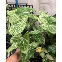 ราคา SyngoniumBatik #Syngonium #ต้นไม้มงคล #ต้นไม้ในห้องนอน #ต้นไม้ฟอกอากาศในห้อง (23674815489)