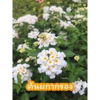 ราคา ผกากรอง กระถาง5.5นิ้ว ส่งตามภาพ (16047814197)