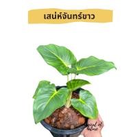 ราคา เสน่ห์จัทร์ขาว ว่านมงคลประเภทว่านเมตตามหานิยม และว่านเสริมโชคเสริมลาภ (11101093057)